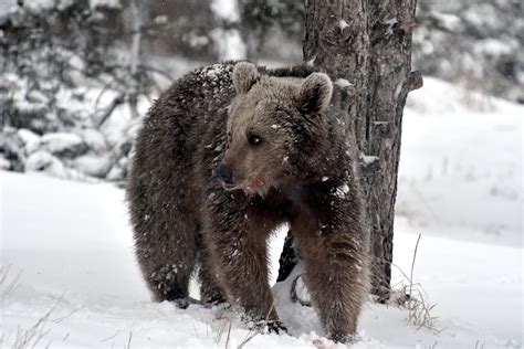 Awake from hibernation, hungry bears stroll in eastern Turkey | Daily Sabah