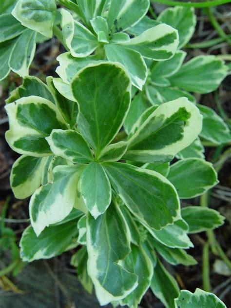 Pachysandra terminalis 'Variegata' - The Site Gardener