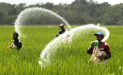 Agriculture, Philippines’ Problem Child - Asia Sentinel