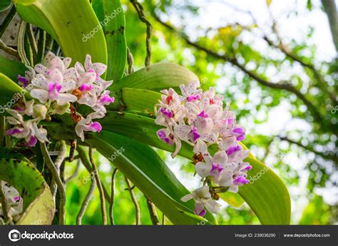 Beautiful Orchid Flowers Thailand — Stock Photo © kampee_p #239036290