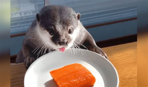 Chubby Otter On A Diet Gets A Salmon Treat For Cheat Day And It’s The ...