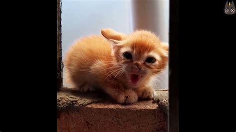 Adorable Kittens Who Are Angry! (A Compilation) - YouTube