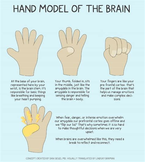 The Hand Model of the Brain - how can it help us in the classroom ...