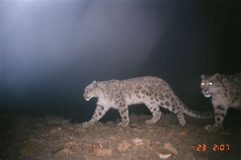 Heights of Success — Snow Leopard Conservation in the High Himalaya ...