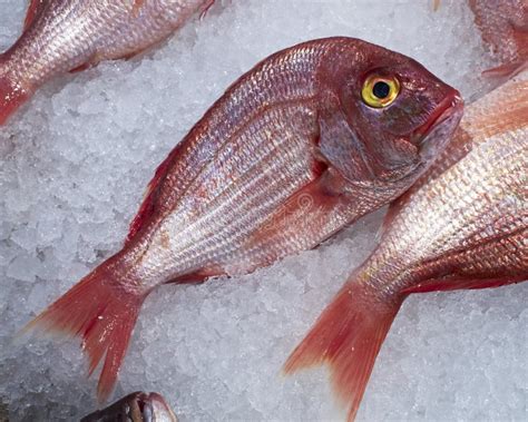 Red Sea Bream Fish Stock Photos - Image: 18770423