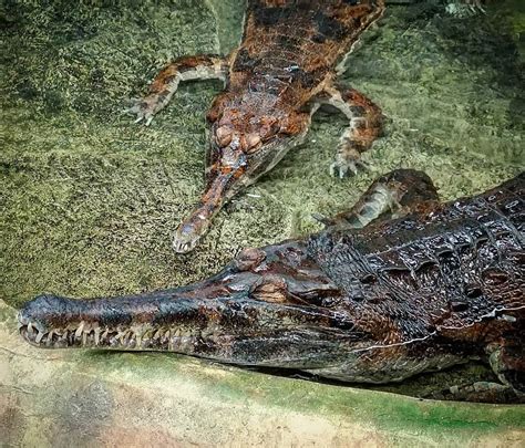 Tomistoma | Crocodiles Of The World