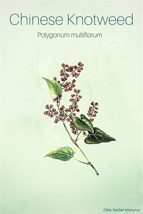 Chinese Knotweed (Polygonum multiflorum) | Herbs, Herbalism, Medical herbs