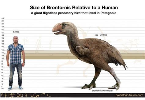 Size comparison of the terror bird Brontornis to a human. B. burmeisteri was the second-t ...