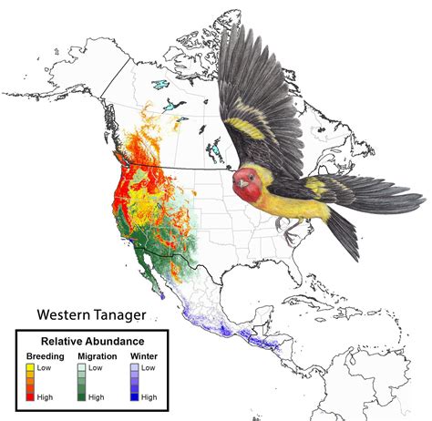 Western Tanager – State of North America's Birds 2016