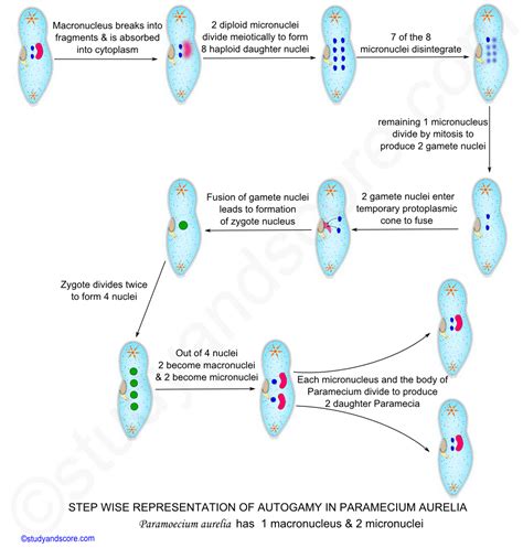 Paramecium: Sexual Reproduction and Asexual Reproduction | Study&Score