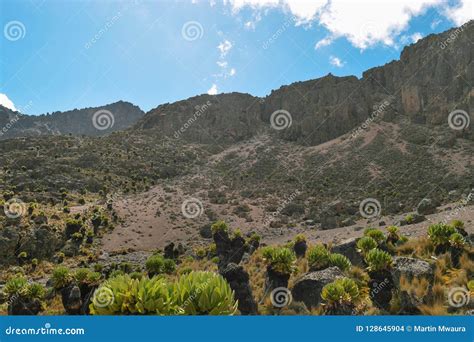 Giant Groundsels Against a Mountain Background, Mount Kenya, Kenya ...