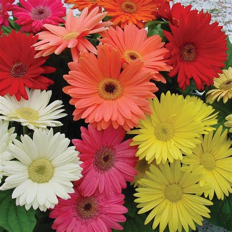 Amazon.com: Outsidepride Gerbera Daisy Flower Seed Mix - 200 Seeds ...