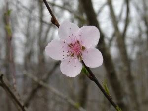 Arkansas State Flower - Apple Blossom - pictures