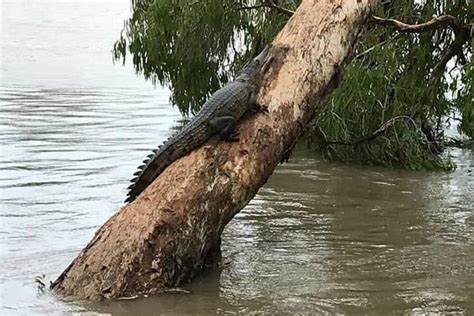 The 17 craziest photos from the 2019 Townsville flood.