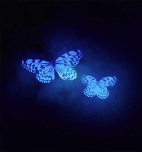 Neon Blue Aesthetic Butterflies GIF | GIFDB.com