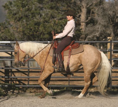 78 Horseback Riding, Trail Riding, Riding Tips ideas | horseback riding ...