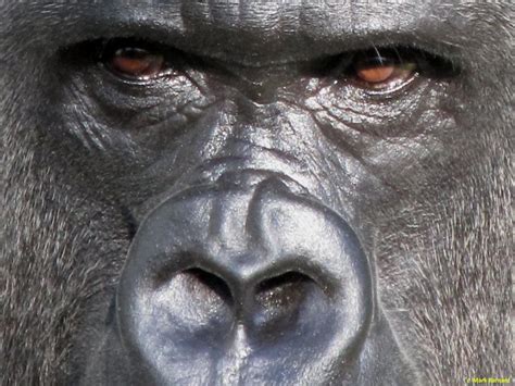 Gorilla Eyes by K-Jackson-Katss on DeviantArt