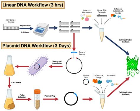 Plasmid Dna Strand