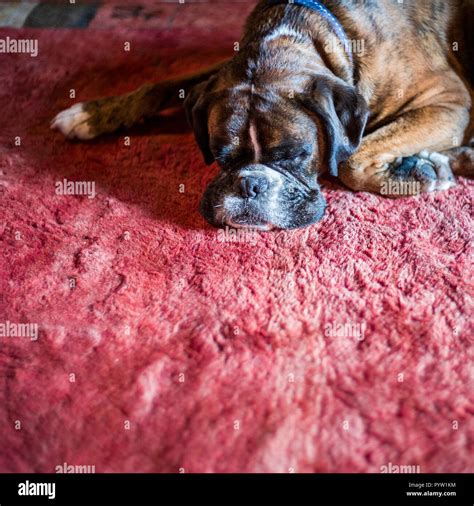 Boxer dog sleeping on red rug hi-res stock photography and images - Alamy