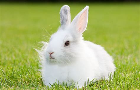 Cute White Baby Rabbits