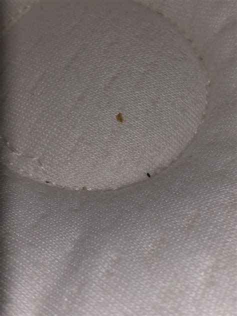 Does this look like bed bug poop and shedding? : r/Bedbugs