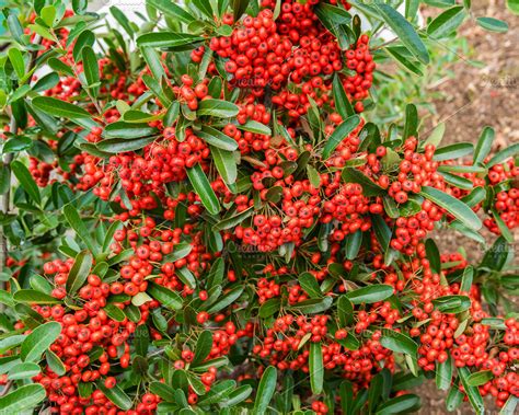 Pyracantha bush and berries | High-Quality Nature Stock Photos ...