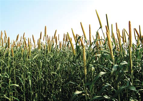 Food Crops in India