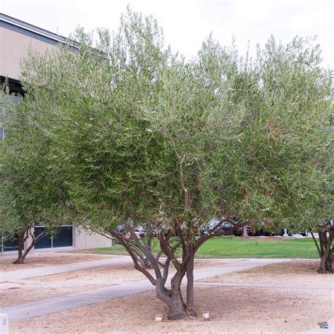 Fruitless Olive Multi-Trunk — Green Acres Nursery & Supply