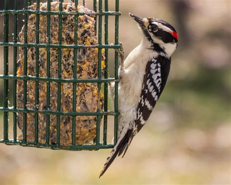 Downy Woodpecker - FeederWatch