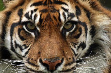 Super Tiger Photo, Sumatran Tiger Picture, #12478