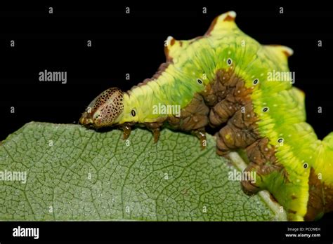 Iron prominent moth larvae Stock Photo - Alamy