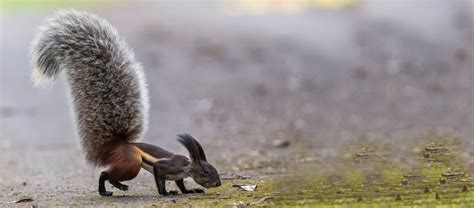 The Tufted Ground Squirrel | Critter Science