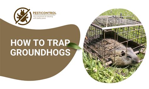 How To Trap Groundhogs And Save Your Garden!