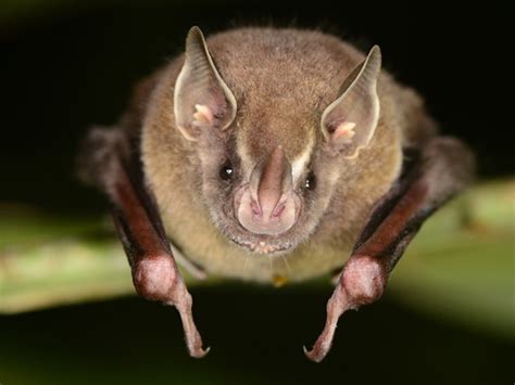 How bats lost their color vision | eLife Science Digests | eLife