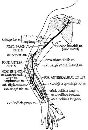 Radial nerve - Anatomy - Orthobullets