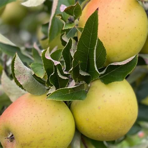 Organic GoldRush Semi-Dwarf Apple Tree - Fruition Seeds