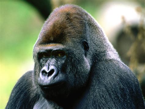 Ape Facts, History, Useful Information and Amazing Pictures