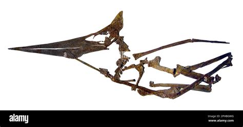 Pterosaur. Skull and skeleton of Pterosauria (Pteranodon occidentalis Marsh, 1872), Nationional ...