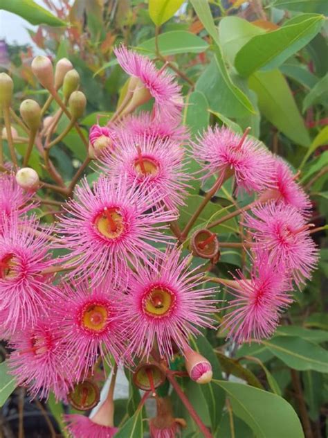 Corymbia ‘Summer Glory’ Grafted Gum 8″ Pot (Corymbia ficifolia ‘Summer Glory’ Dwarf flowering ...