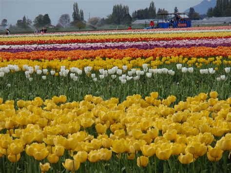 Tulip Festival, Mount Vernon, Washington, USA | Tulip festival, Mount vernon, Nature beauty