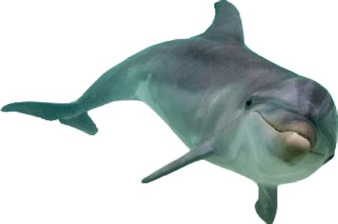 Real Dolphin Transparent PNG - PNG Play