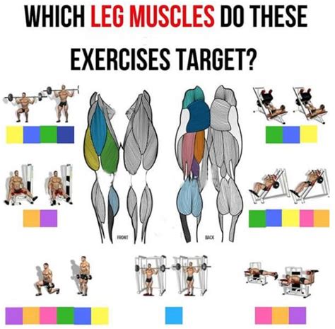 Which Leg Muscles Do These Exercises Target? Must Read This! | Fitnessübungen, Muskelaufbau, Fitness