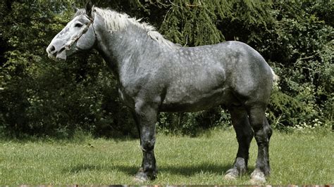 Percheron Horse Breed: Colors, Size, Origin, W/ Pictures