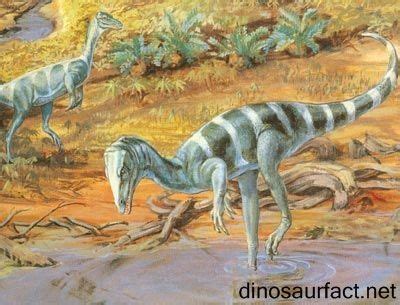 Coelurus dinosaur | Dinosaur photo, Dinosaur, Dinosaur fossils