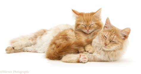 Sleepy ginger Maine Coon kitten and Angora cat photo WP27626