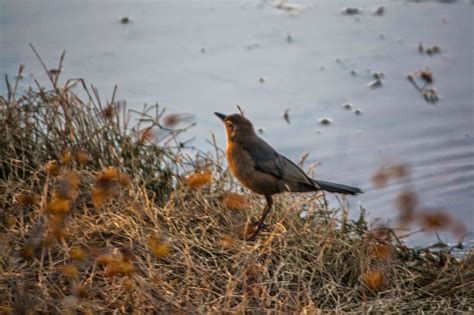 Ladee's Travels: Gilbert, Arizona - Birds at Gilbert Riparian Observatory