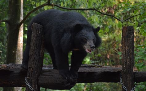 Free the Bears Laos - So Many Miles