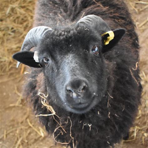 Meet the animals: Hebridean Sheep... - Lower Drayton Farm