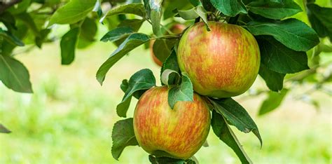 Different Types of Apple Tree Varieties and Popular Species ...