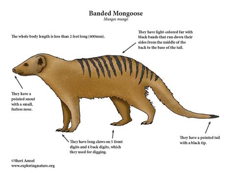 Mongoose (Banded)